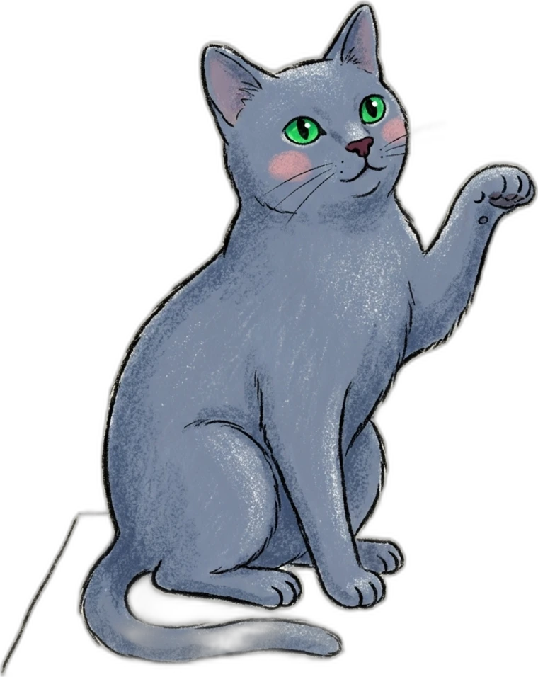 A Russian Blue cat reaching up to play